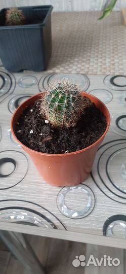 Продам фиалки, кактусы