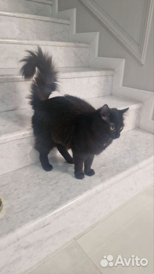 Кошечка игривая 8мес в добрые руки