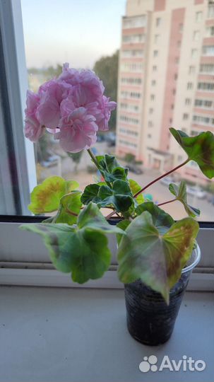 Карликовая пеларгония Bold diamond wedding