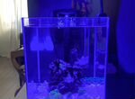 Морской аквариум 30 литров кубик