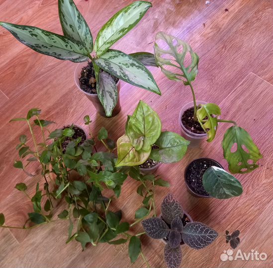 Комнатные растения набор#2