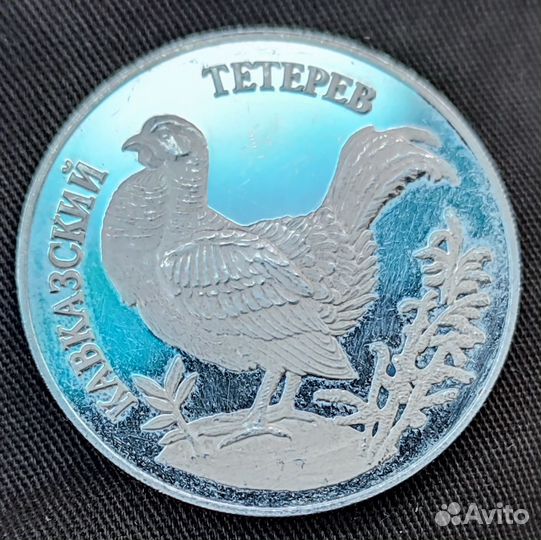 Кавказский Тетерев