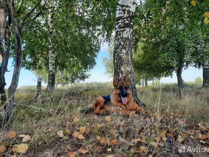 Щенки немецкой овчарки