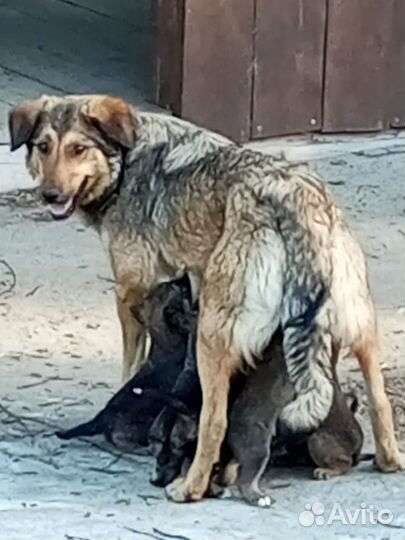 Собака в добрые руки отдам бесплатно, дворовая