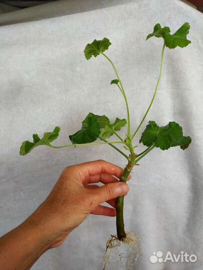 Пеларгония мерлезон 2