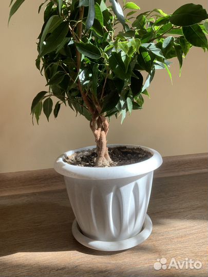 Фикус бенджамина
