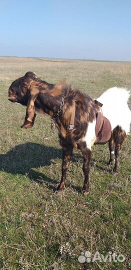 Козы: Камори,Нуб