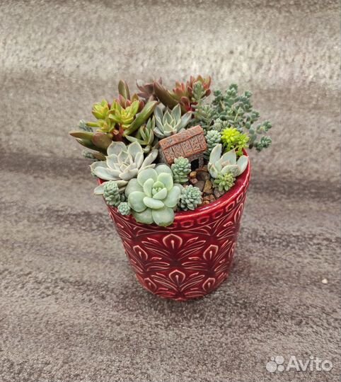 Композиция из суккулентов