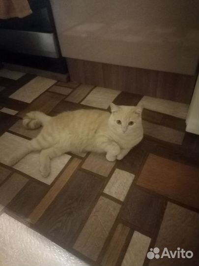 Случка кота