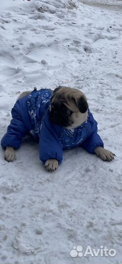 Вещи для собак