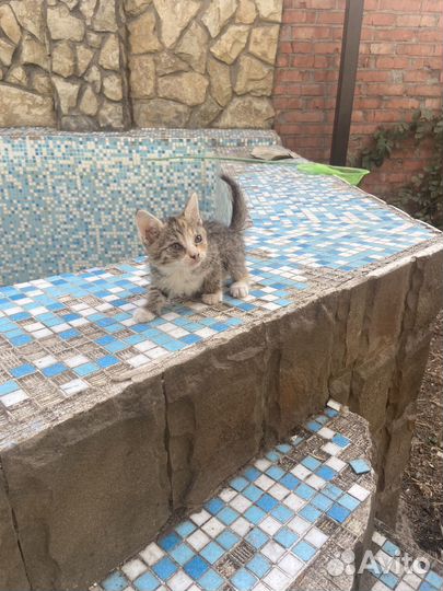 Котята в добрые руки бесплатно