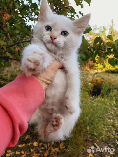 Котята от бобтейлов