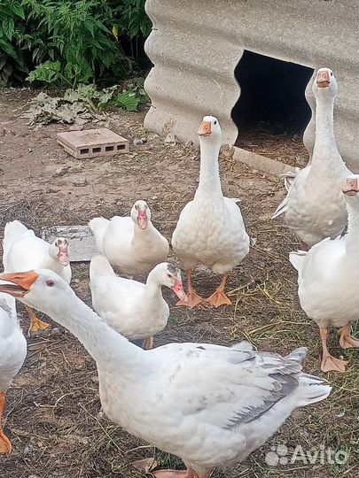 Гуси, утки,куры