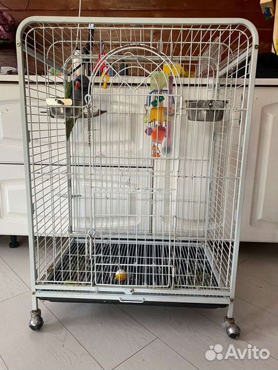 Александрийский китайский кольчатый попугай