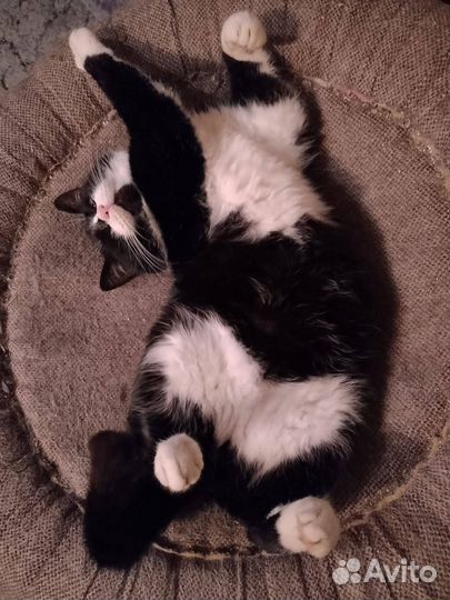 Кот Барон, характер соответствует кличке