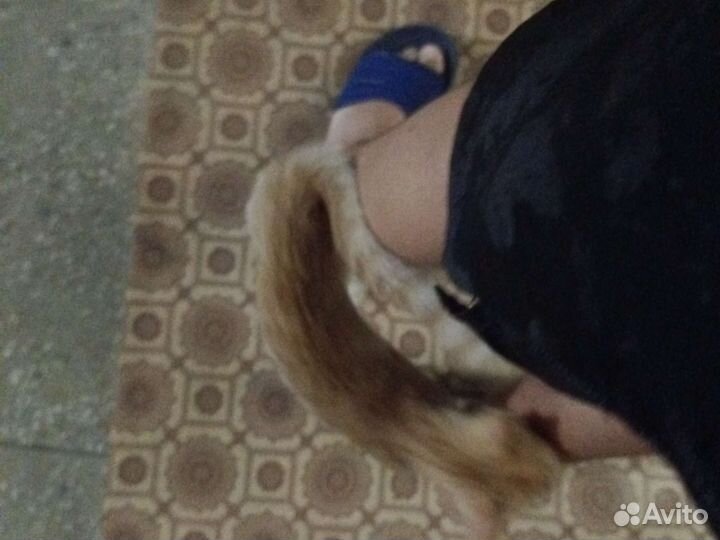 Рыжий котенок мальчик отдам в хорошие руки