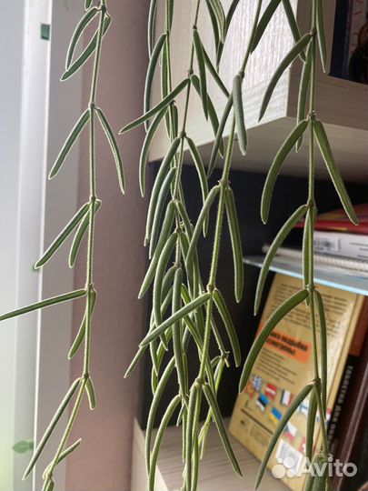 Хойя линеарис