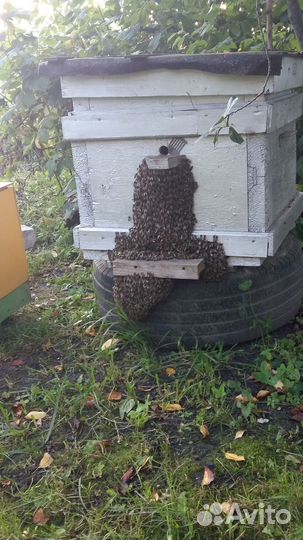 Улей, рамки, роевня, ловушка, кормушки