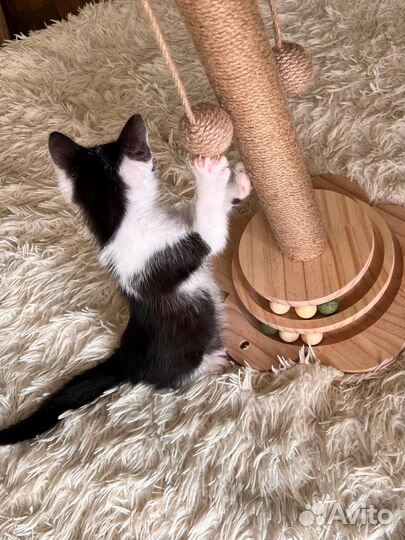 Котята (мальчик)