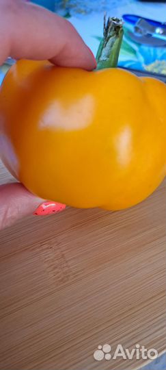 Перец болгарский рассада