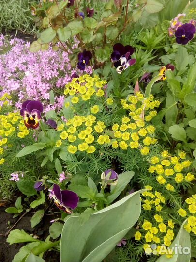 Многолетники