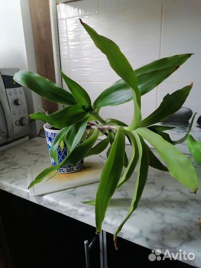 Растение золотой ус