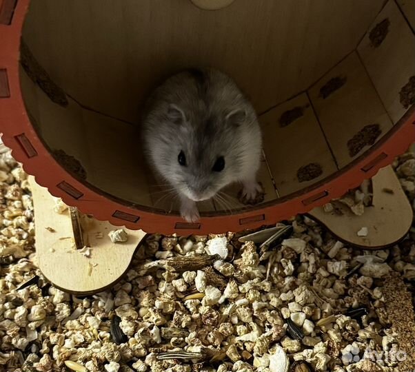 Джунгарский хомячок