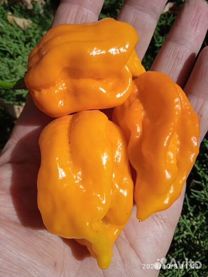 Сушёные Хабанеро, Скорпион, Каролина рипер