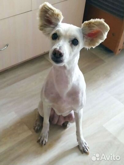 Стрижки собак и кошек