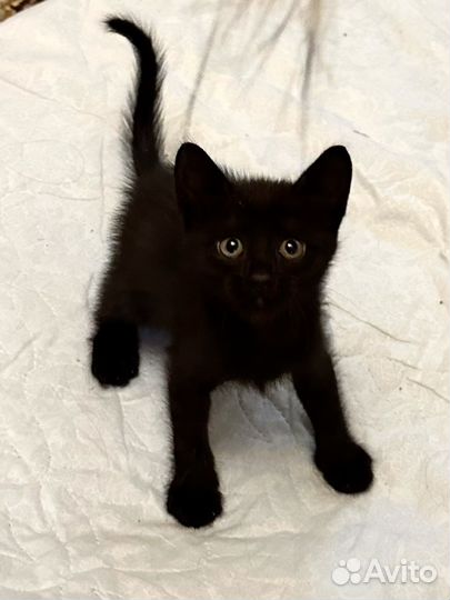 Котенок девочка 1 месяц