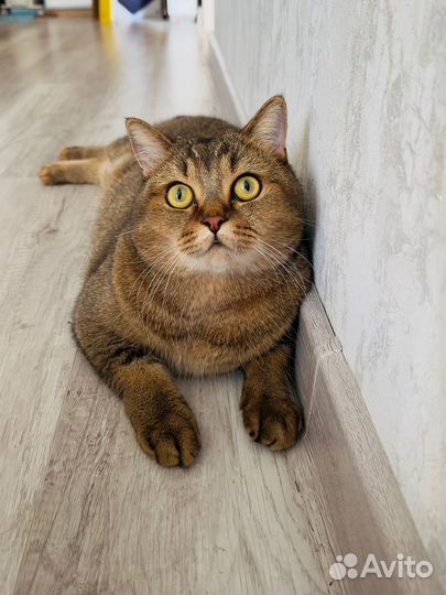 Шотландский кот