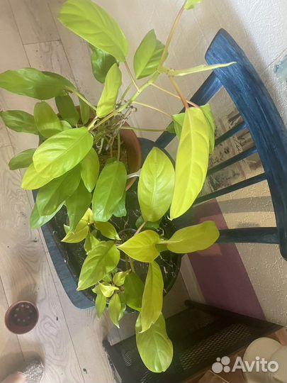 Филодендрон малай голд