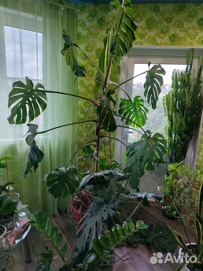 Домашнее растение 2 метра высокое