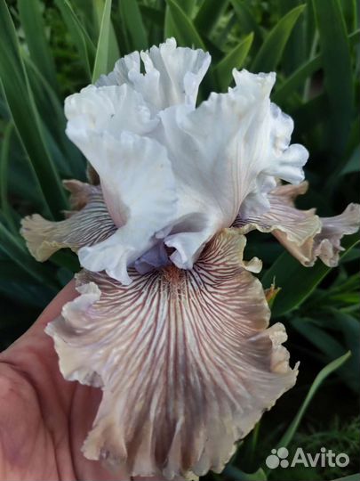 Ирисы бородатые сортовые 2