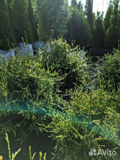 Туя Ауреоспиката и Альбоспиката