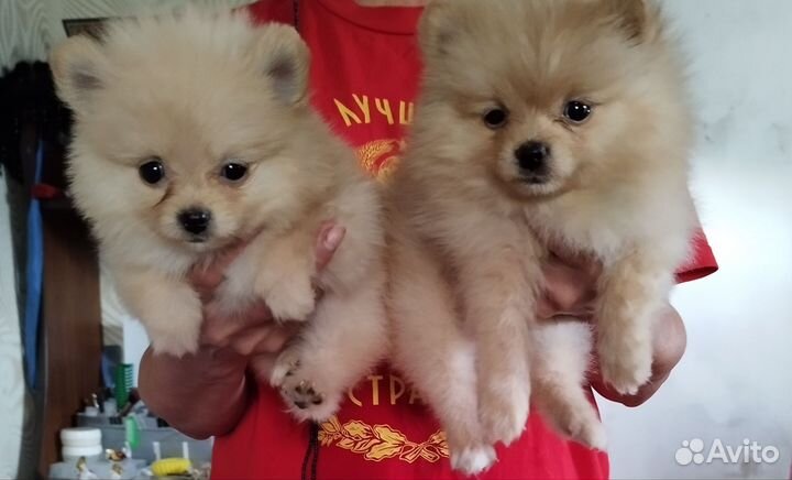 Щенки шпица