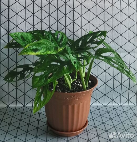 Монстера манки маск