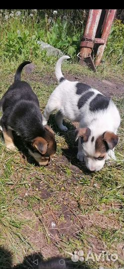 Щенки