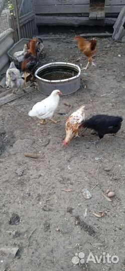 Петух брама