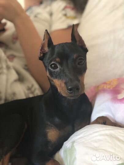 Вязка, продажа щенков