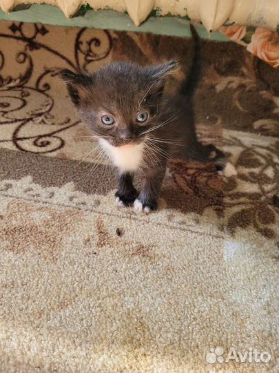 Отдам бесплатно в добрые руки