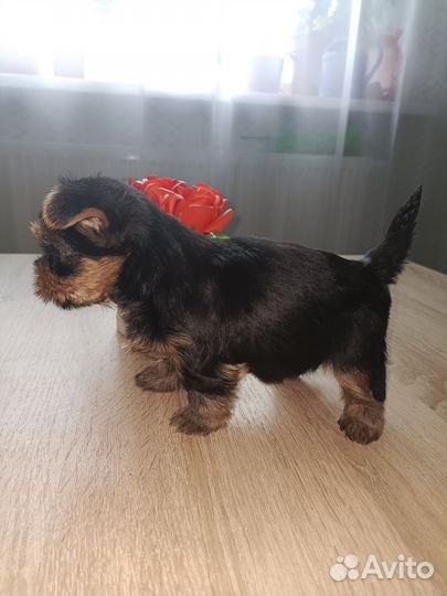 Йоркширский терьер