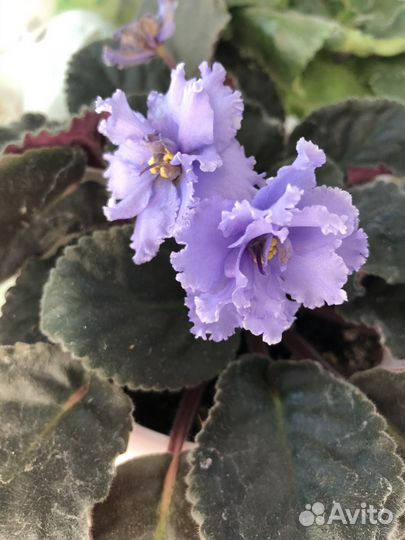 Фиалка в горшках