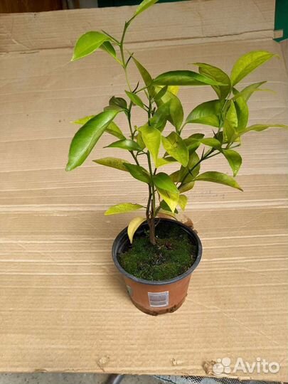 Саженец мандарин Пакистан