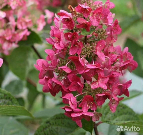 Саженцы гортензии 20 сортов, есть редкие и новинки