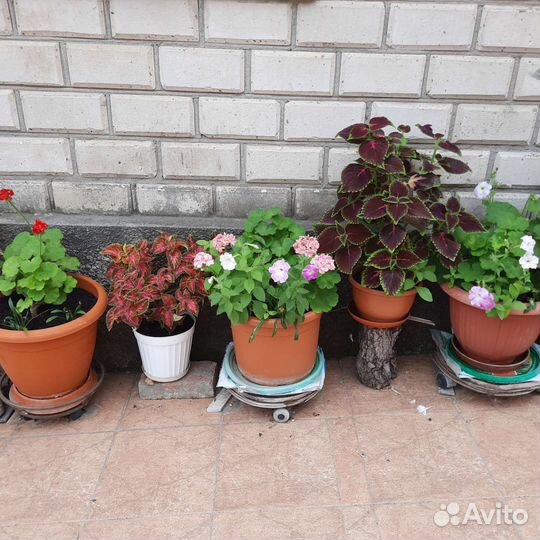 Герань пеларгония