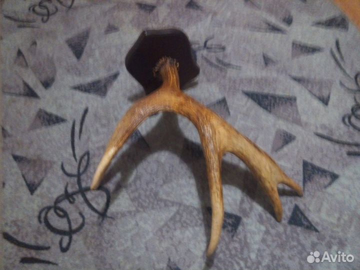Продам рога лося