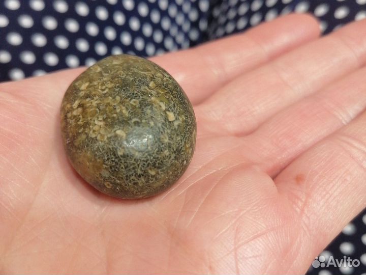 Окаменелости аммониты