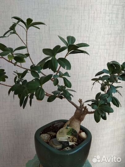 Фикус Гинсенг бонсай (Ficus Ginseng)