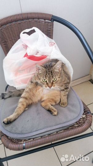 Кошка в добрые руки